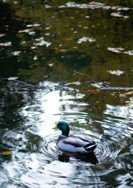 Close up of a duck bird swimming in a pond, golden yellow autumn leaves in water 