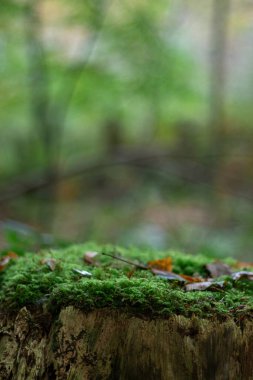 Natural tree stump podium with green moss and blurred forest background