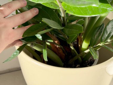 Zamioculcas zamiifolia bitkisinin köklerini gösteren bir el kapanıyor. 