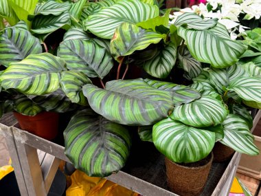 Saksıda yetişen bir Calathea orbifolia bitkisinin yeşil yapraklarını kapat