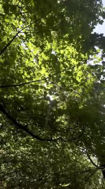 Yaz mevsiminde, yeşil ağaç yaprakları arasında parlayan güneş ışığı. Yüksek kalite 4k görüntü