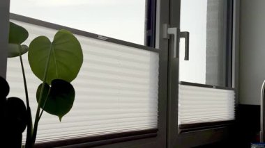 Beyaz panjurlar açıkken pencerenin yanına yerleştirilmiş canavar bitkisi doğal ışığın odayı doldurmasına ve içerideki atmosferi arttırmasına olanak sağlıyor.