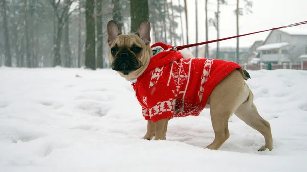 Bulldog francês em casaco vermelho — Fotografia de Stock