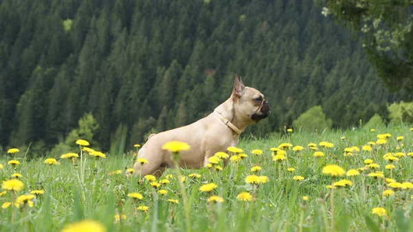 Franse Bulldog en paardebloemen — Stockfoto