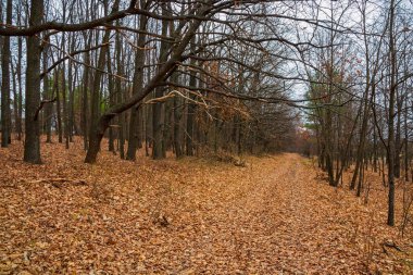 Dallarında yaprakları olmayan meşe ağaçları. Ormandaki bir köy yolu düşmüş sarı yapraklarla kaplıdır.
