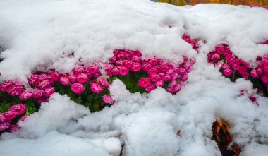 Kar altında pembe çiçekler. İlk kar, çiçek açan kasımpatı çalılarıyla bir çiçek tarlasını kapladı.