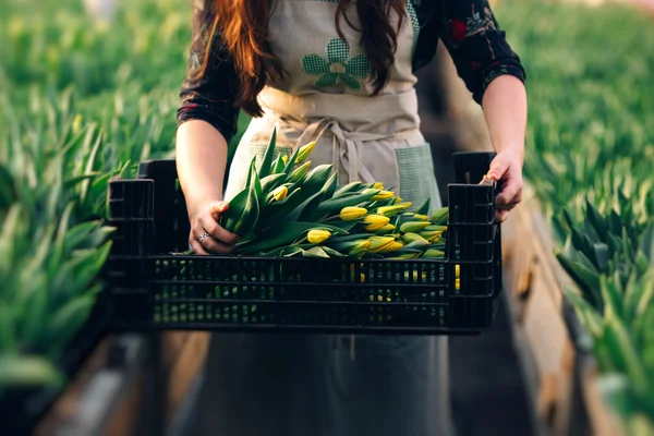 Tulipa amarela em mãos de mulher — Fotografia de Stock