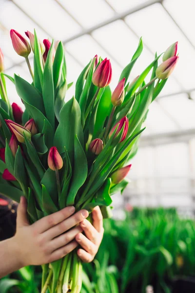 Dámské ruce hospodářství růžové tulipány, close-up — Stock fotografie