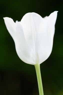 koyu yeşil zemin üzerine Beyaz Lale