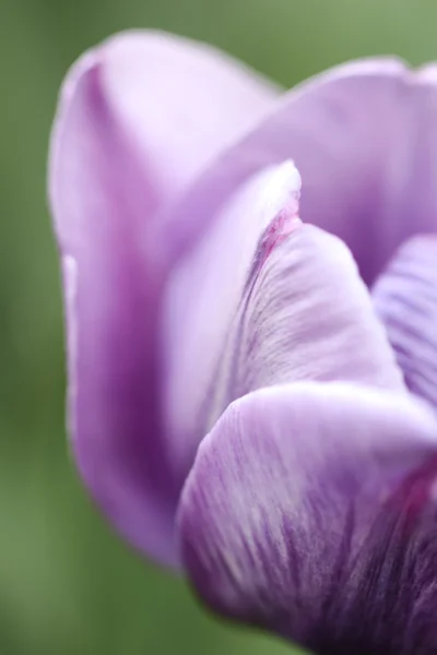 Stock image detail of purple tulip,  version with tender Mecca focus