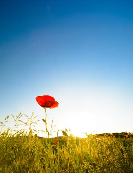 Amapola roja - una sola flor a la luz del sol con cielo azul y hierba, lugar para el texto (espacio de copia ) — Foto de Stock