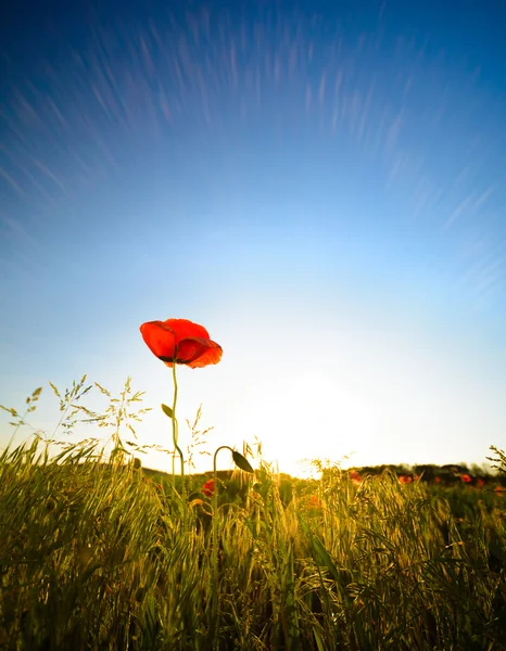 Amapola roja - una sola flor a la luz del sol con cielo azul y hierba, versión que contiene rayos de sol cielo claro, lugar para el texto (espacio de copia ) — Foto de Stock