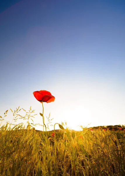 Κόκκινη παπαρούνα - ενιαίο λουλούδι στο φως του ήλιου με το γαλάζιο του ουρανού και γρασίδι, προσαρμοσμένο χρώμα, θέση για κείμενο (αντίγραφο χώρου), έκδοση σε πολύ ζεστές αποχρώσεις — Φωτογραφία Αρχείου