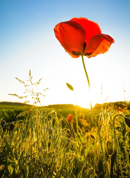 Amapola roja - una sola flor a la luz del sol con cielo azul y hierba — Foto de Stock