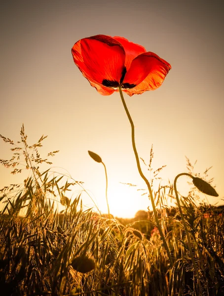 Amapola roja - una sola flor a la luz del sol, versiones en colores marrones cálidos — Foto de Stock