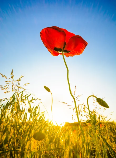 Amapola roja una sola flor a la luz del sol con cielo azul y hierba, versión que contiene rayos de sol cielo claro — Foto de Stock