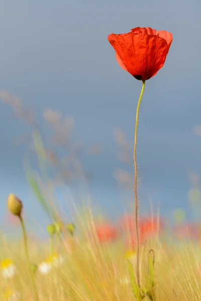 Κόκκινες παπαρούνες - ενιαίο λουλούδι σε ένα φυσικό περιβάλλον Λιβάδι — Φωτογραφία Αρχείου