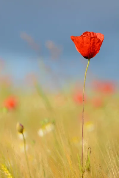 Amapolas rojas - flor única en un prado de ambiente natural — Foto de Stock