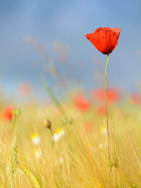 Amapolas rojas - flor única en un prado de ambiente natural — Foto de Stock