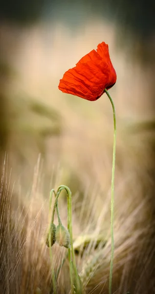 Amapolas rojas con tres brotes, proceso cruzado — Foto de Stock