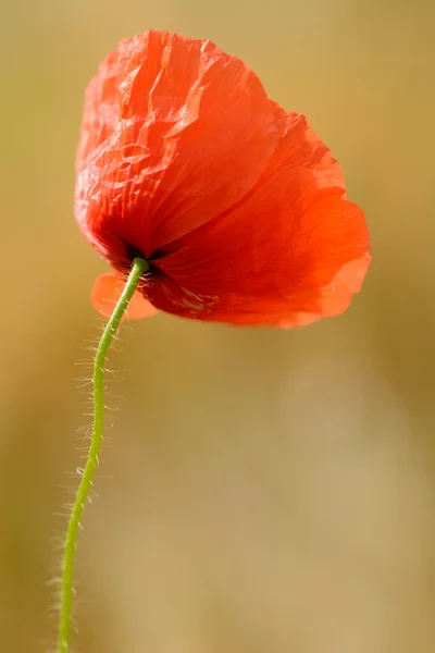 Amapolas rojas - flor única en un prado de ambiente natural — Foto de Stock