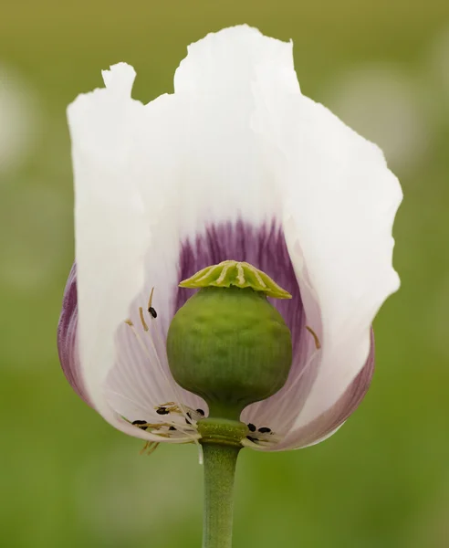 De amapola comestible decolorante , — Foto de Stock