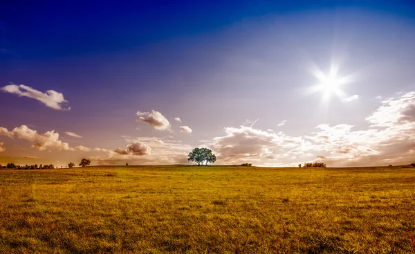Πανέμορφο τοπίο με ένα μοναχικός πράσινο δέντρο, τα σύννεφα και μπλε του ουρανού (διορθωμένου μετάβασης φίλτρα) — Φωτογραφία Αρχείου
