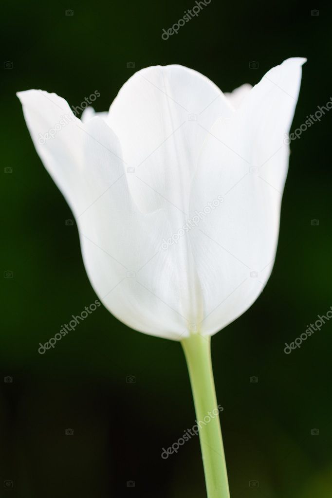 white tulip on dark green background