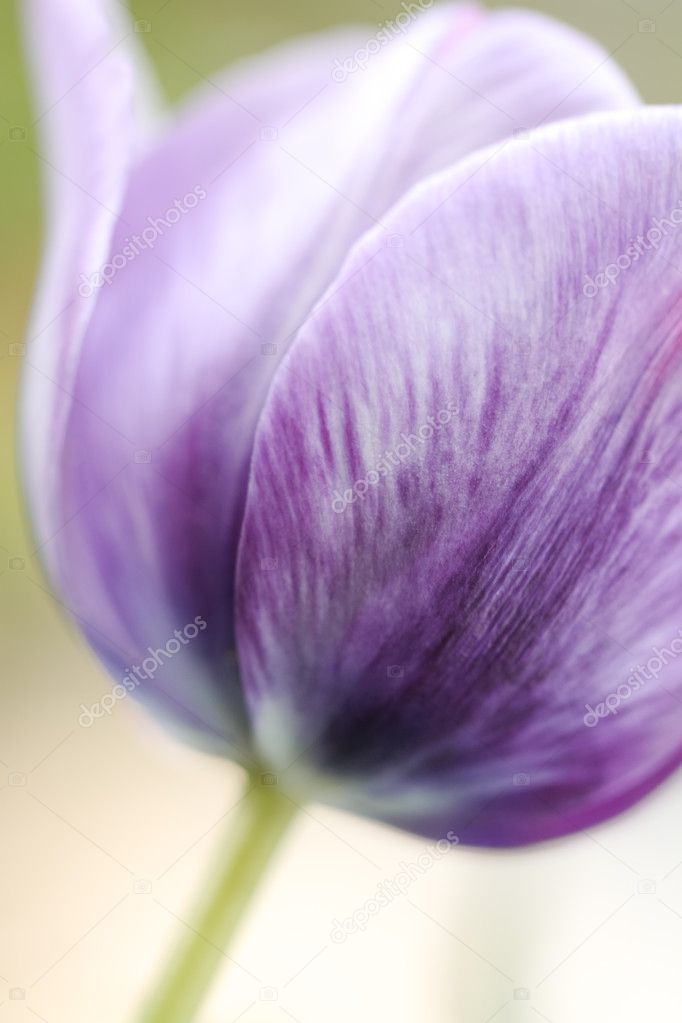 detail of purple tulip,  version with tender Mecca focus
