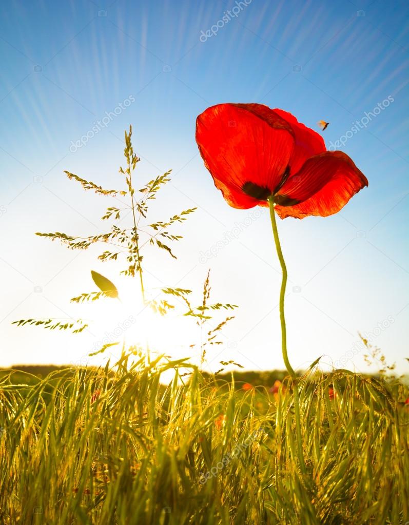 red poppy - single flower with small insects in the sunlight with blue sky and grass, version which contains clear sky sunbeams