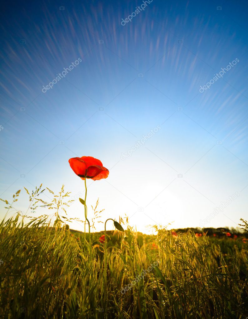 red poppy - single flower in the sunlight with blue sky and grass, version which contains clear sky sunbeams, place for text (copy space)