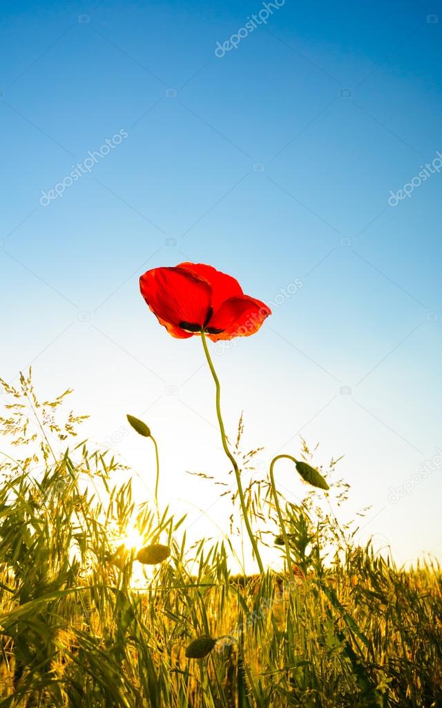 red poppy - single flower in the sunlight with blue sky and grass, place for text (copy space)