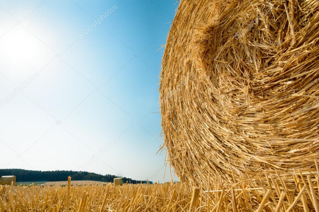 big role harvested straw on the mown field with great perspective and other roles, background consists of pure blue sky and sun in the frame