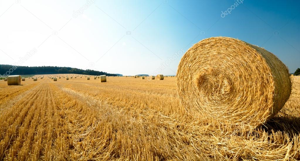 big role harvested straw on the mown field with great perspective and other roles, background consists of pure blue sky and sun in the frame