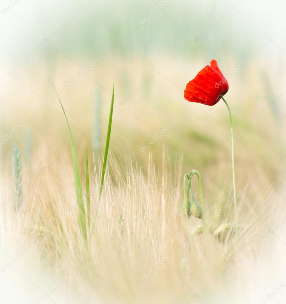 red poppies with three buds and grass