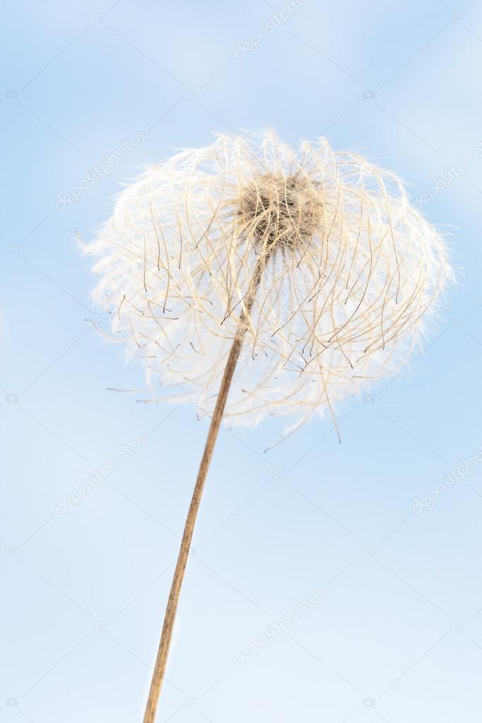 withered flower on a blue sky background, reminds jellyfish or squid