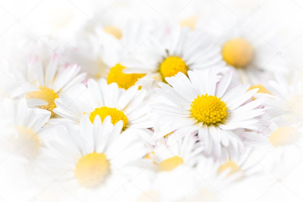 floral background composed of daisies, Version with bright edges