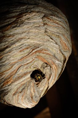 bir büyük eşekarısı yuvası, yuva genel bir görünümünü ile bir sürümü üzerinde sürünerek yaban arısı