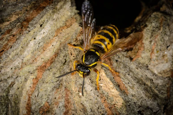 Detail ingang hornet's nest met klimmen agressieve wasp — Stockfoto