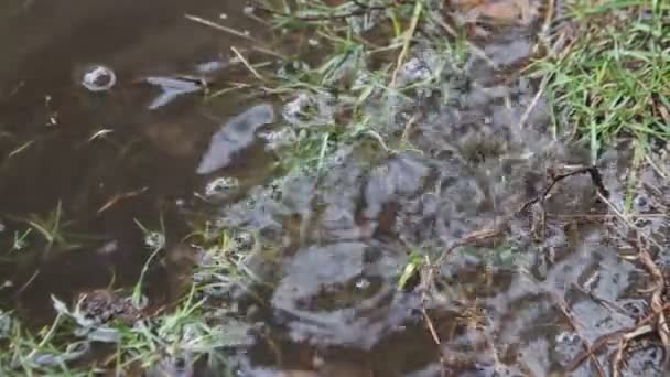 Comenzó a llover en el bosque — Vídeo de stock