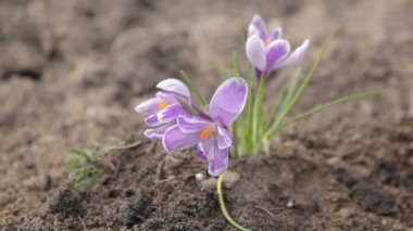 Bahçede bahar çiçekleri