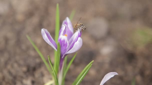 fleur de printemps et abeille 