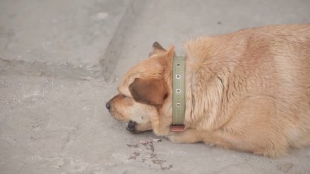 drôle chien mange os 