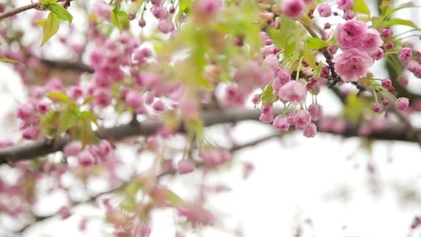 Vista de abajo hacia arriba de las flores rosadas del árbol frutal — Vídeo de stock