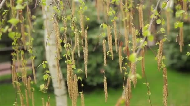 Birkenkätzchen wiegen sich im Wind — Stockvideo