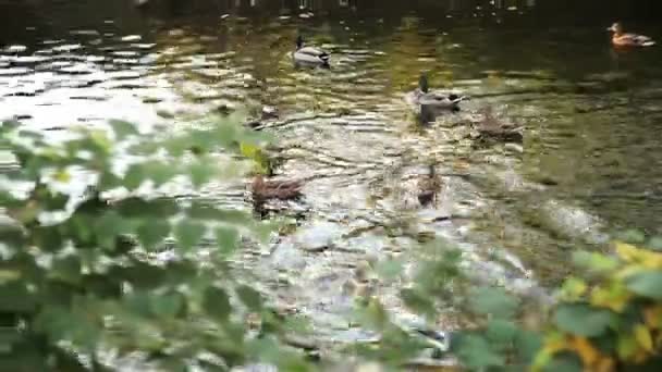 Egy seregnyi vadkacsa van a folyóban. — Stock videók