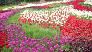çok renkli Lale alan