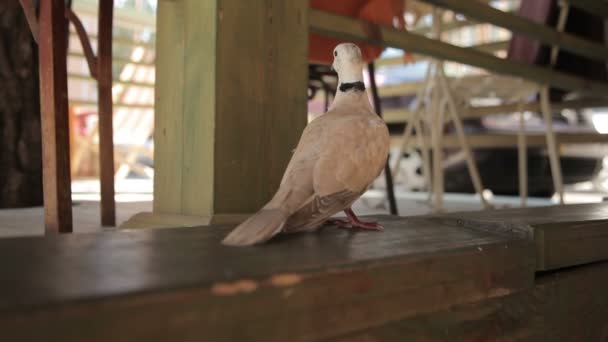 Pigeon à l'entrée du café — Video