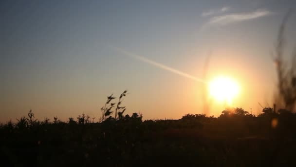 L'oro del sole al tramonto — Video Stock