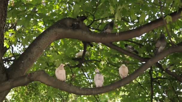 En Flock duvor på en trädgren — Stockvideo